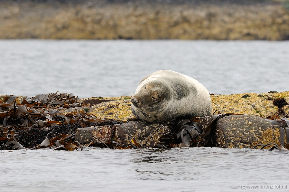 37534 Halichoerus grypus (Foca grigia).jpg
